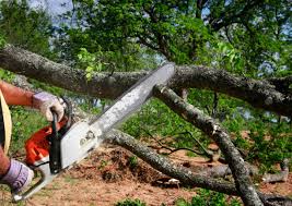 Best Tree Removal Services  in Sunny Isles Beach, FL